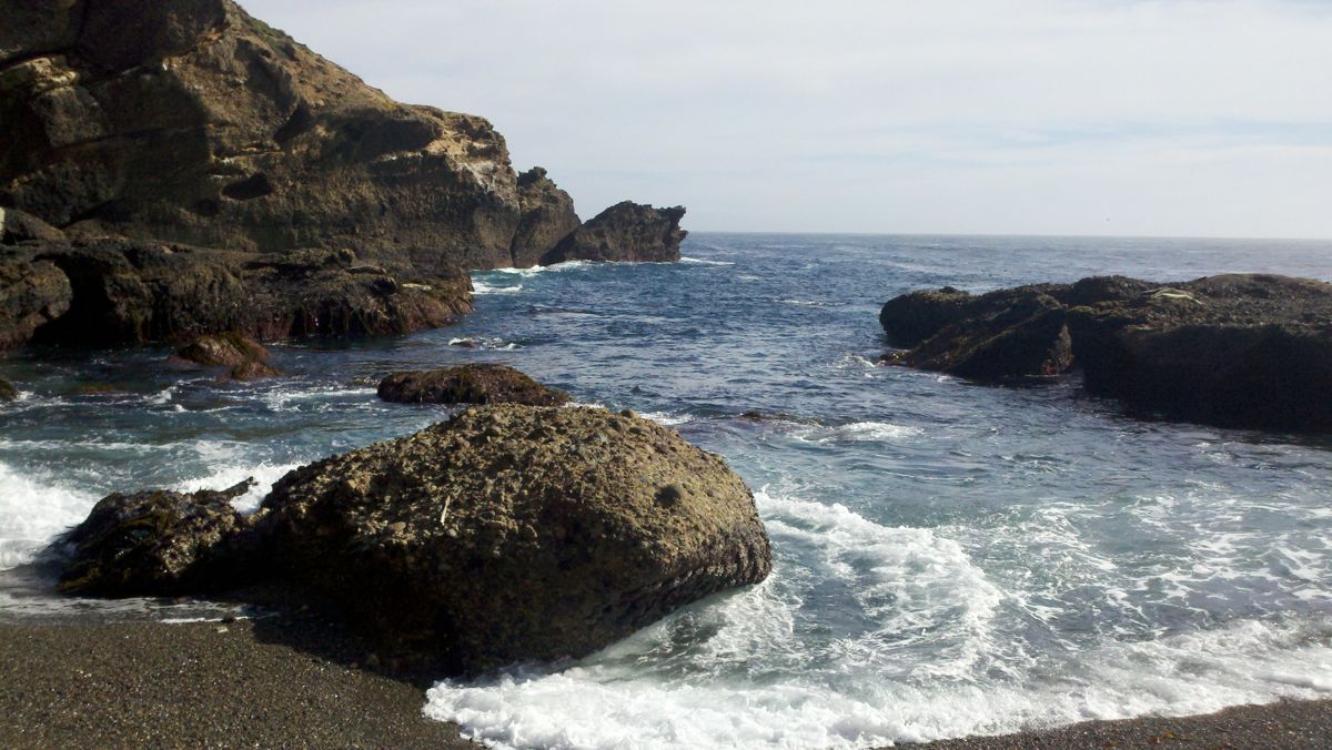 Seals at Point Lobos