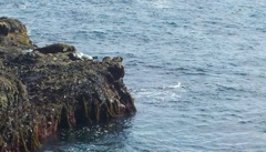 Seals at Point Lobos