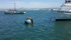 Sea Lions occupy every mooring ball