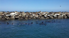 Coast Guard Jetty covered with Sea Lions