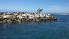 More Sea Lions